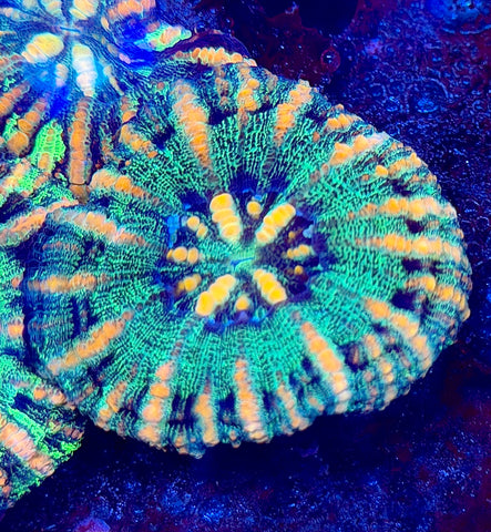 Premium Button Scoly