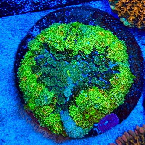 Pin Cushion Mushroom