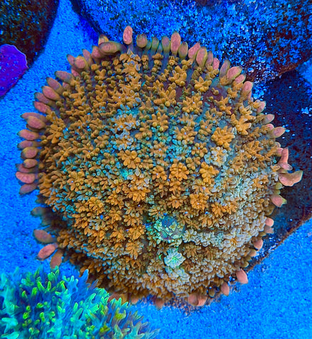 Professor X Bounce Mushroom