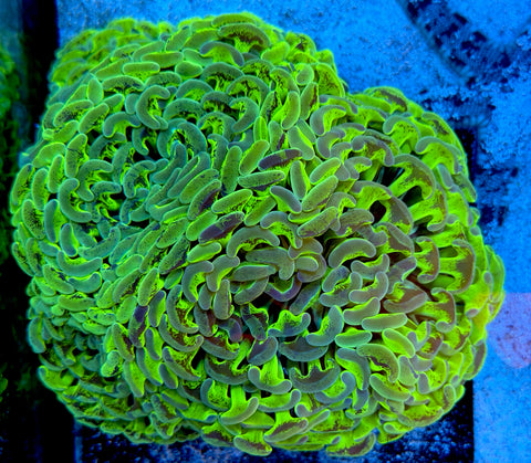 Insanity Splatter Hammer