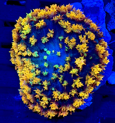 Forest Fire St Thomas