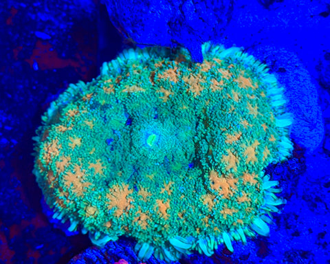 Pin Cushion Mushroom