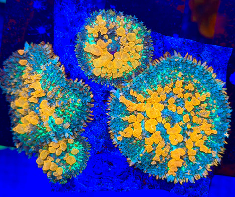 Sunkist Bounce Mushroom Colony