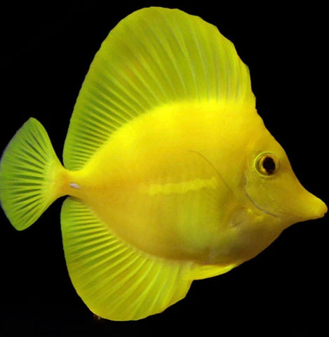 Hawaiian Yellow Tangs