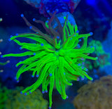 Grafted Holy Grail Torch