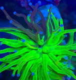 Grafted Holy Grail Torch