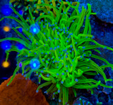 Grafted Holy Grail Torch