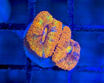 Gatorade Acan