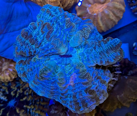 Unique Indophyllia