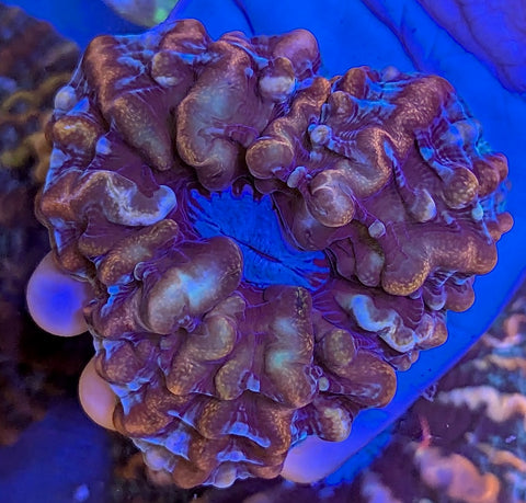 Ultra Indophyllia