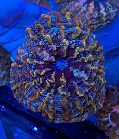 Rainbow Indophyllia