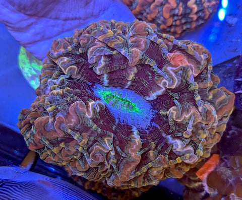 Rainbow Indophyllia