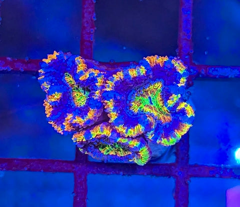 Circus Rainbow Acan