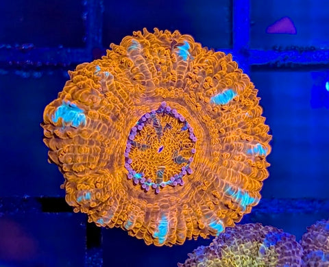 Sunkist Asian Acan