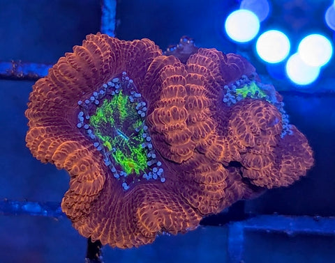 Black Hole Acan