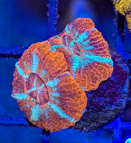 Asian Peppermint Acan