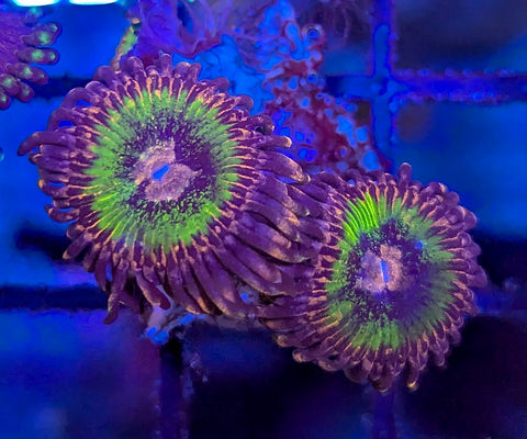 Space Jam zoas