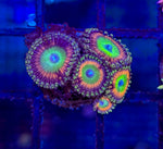 Hyper Jubilee zoa