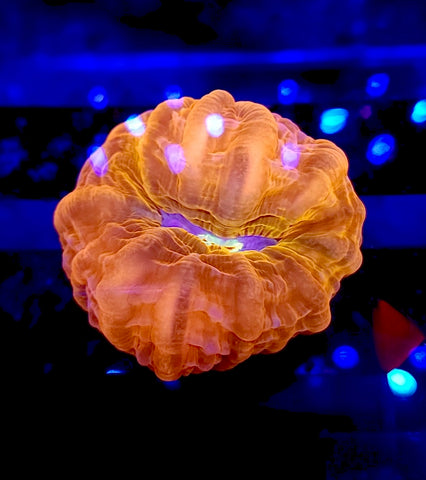 Ultra Cynarina