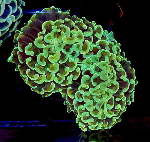 Golden Stem Hammer