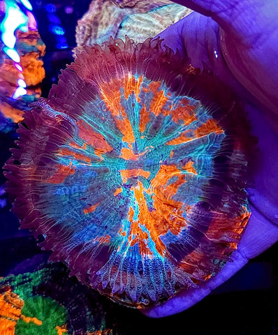 Ultra Acantho