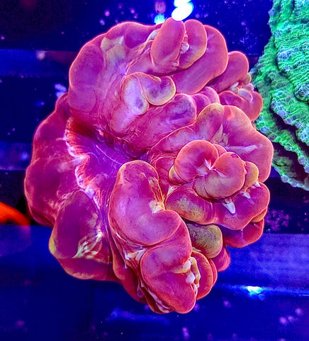 Ultra Cynarina