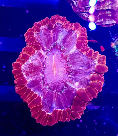 Pink Cynarina