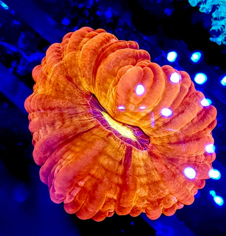 Ultra Cynarina